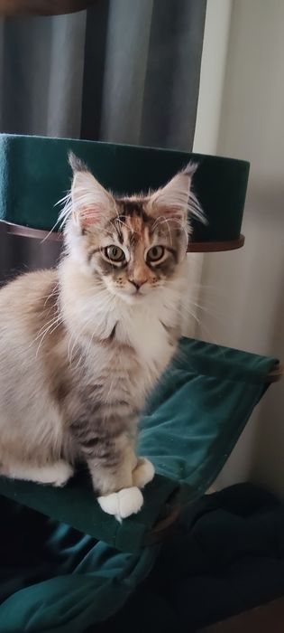 Soni Royal Cats Lily Pl