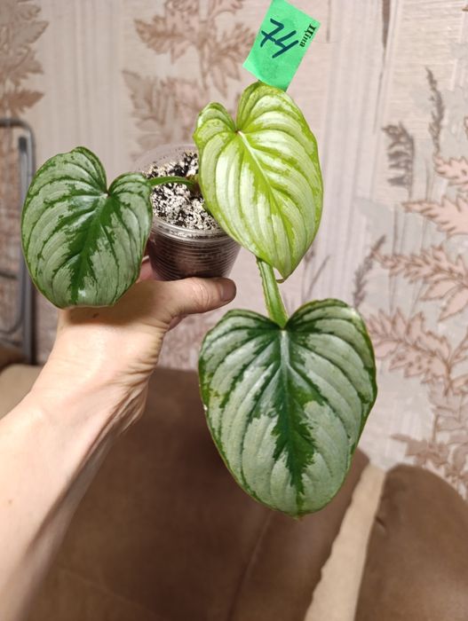 Монстера Peru,Филодендрон Мамей, Эмеральд Рэд вариегатний