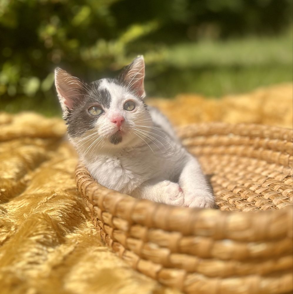 Teodor szuka domu, kot, kotka do adopcji