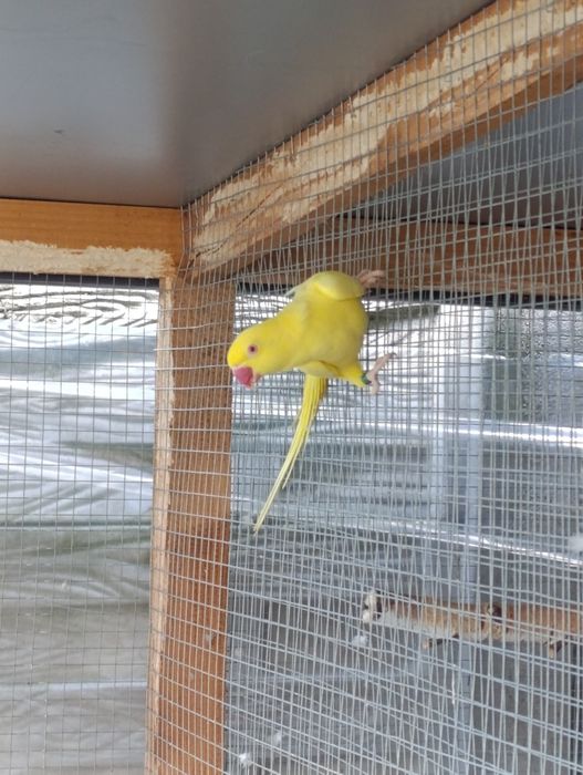 Aleksandrertta obrożna 2020 samica