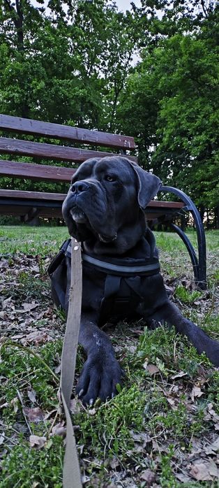 цуцики кане корсо