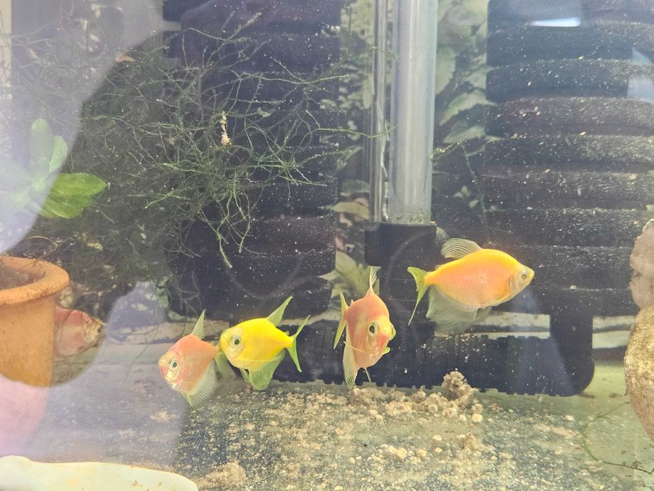 Peixes de Estimação Fish