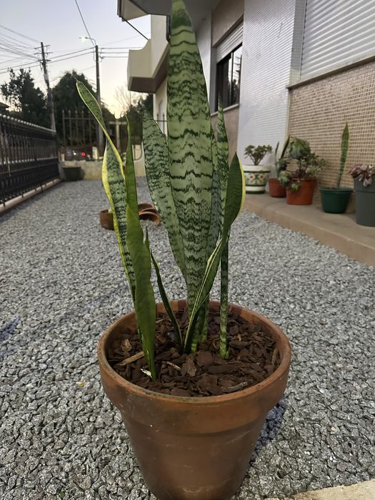 Sansevieria/espada de são jorge