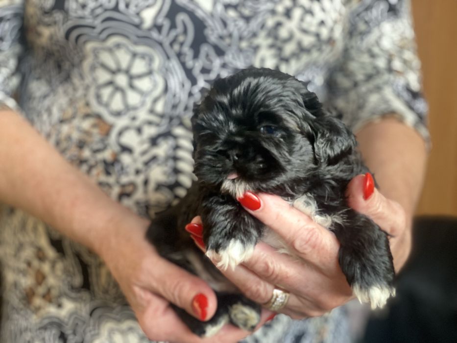 Piekny szczeniak shih-tzu