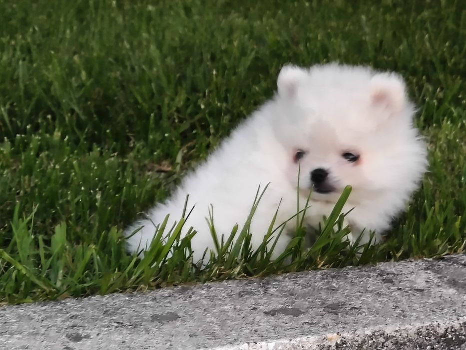Lulu da Pomerânia Branquinho LOP