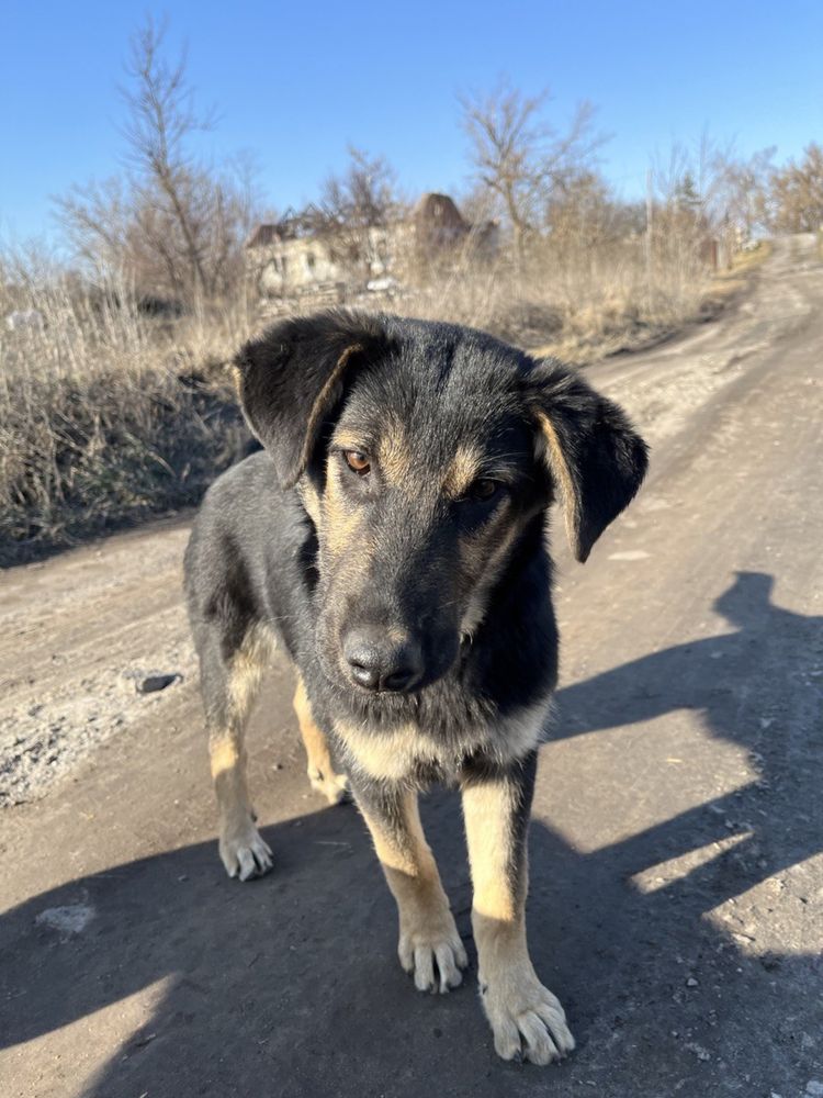 Собаки цуценята без шукають дім