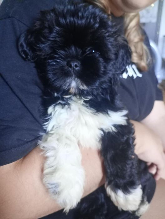 Shitzu samczyk gotowy do odbioru