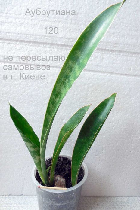продаются аубрутиана среднерослая и высокорослая сансевиерии