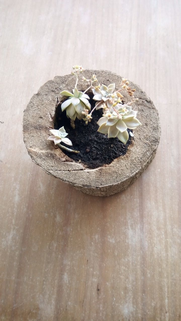 Vaso de plantas fantasma feito de tronco de yuka
