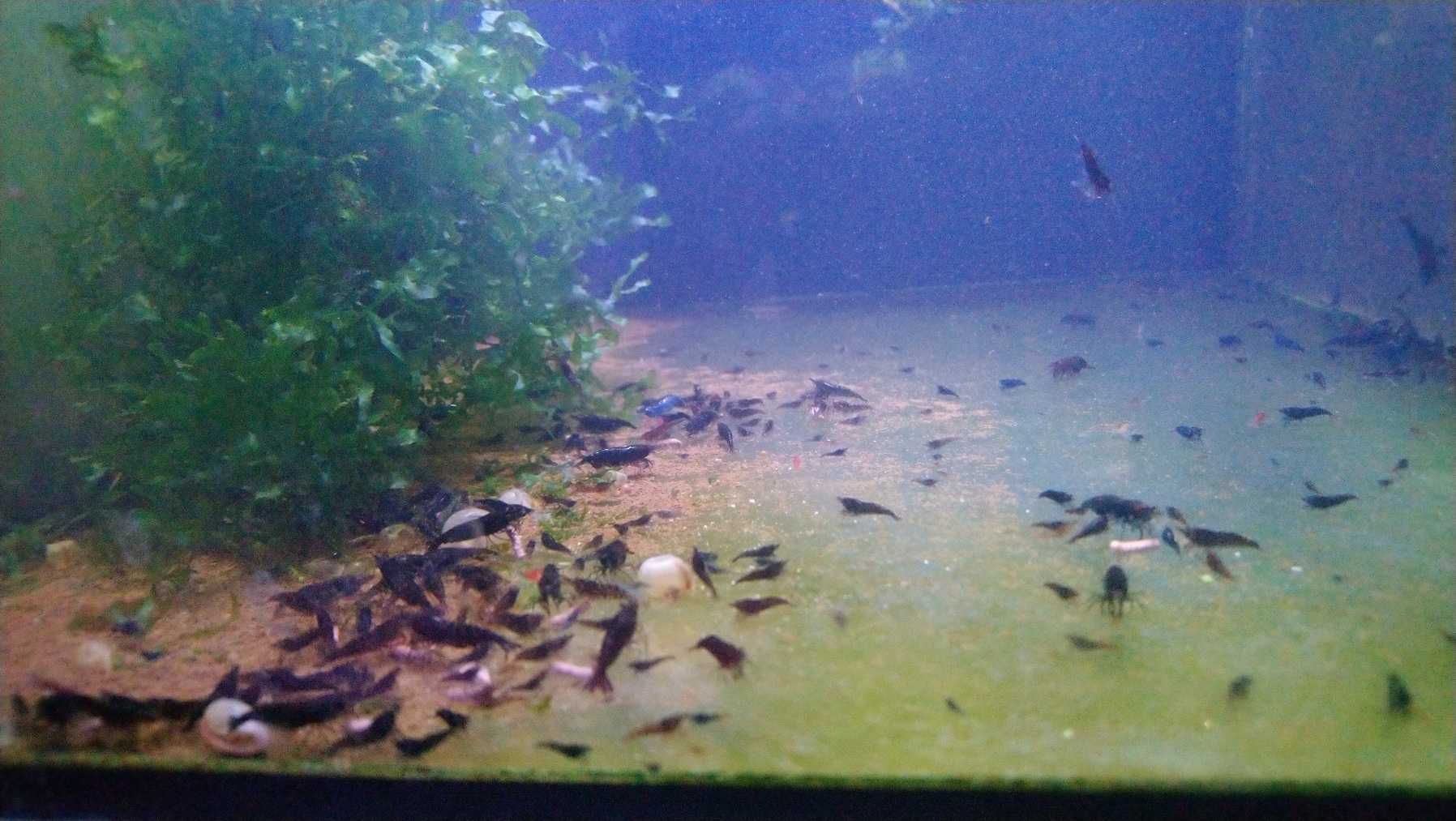 Krewetki Neocardina - linia Dark Rose
