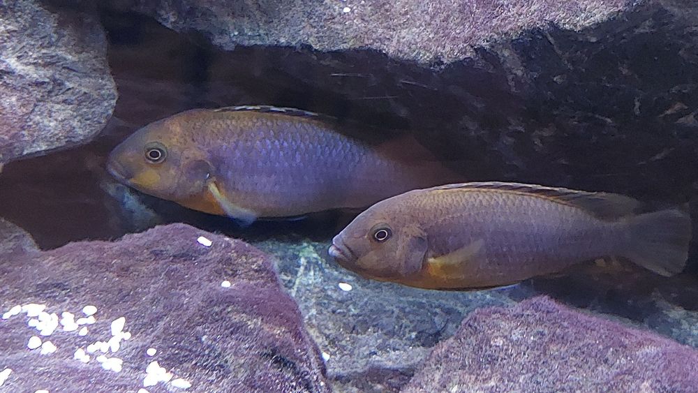 Pyszczak rdzawy , rdzawe