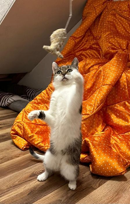 Młoda Bunia do adopcji