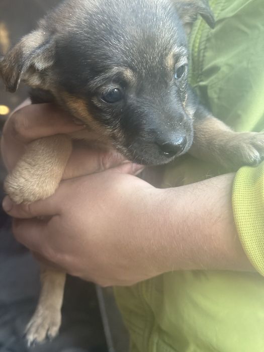 Oddam szczeniaki za darmo