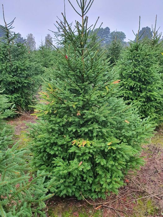 Świerk pospolity cięty 175-300 cm/ w donicy 80-175 cm/ TuChoinki.pl