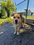 Ryan- duży, spokojny i przyjazny psiak do adopcji.