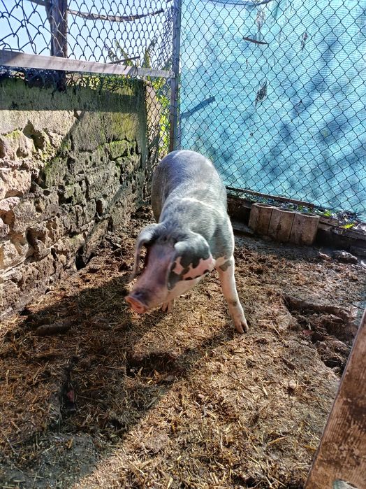 Porco avenda cachaço