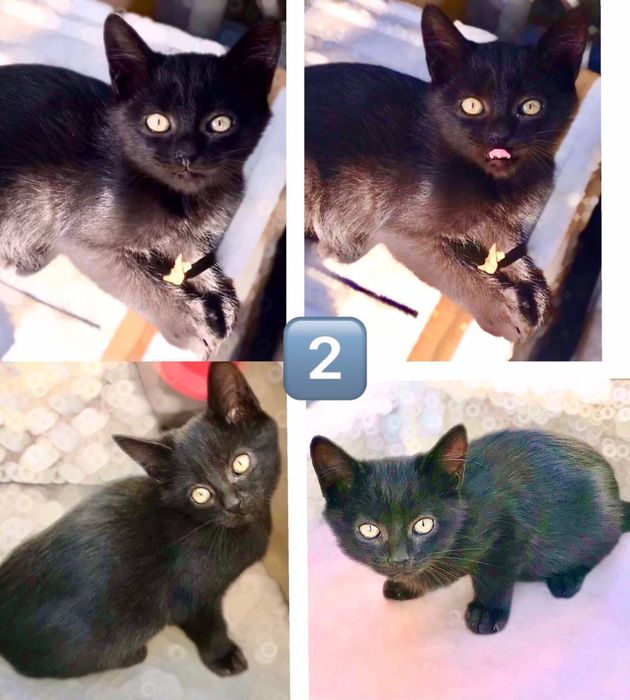 Котики в добрі руки