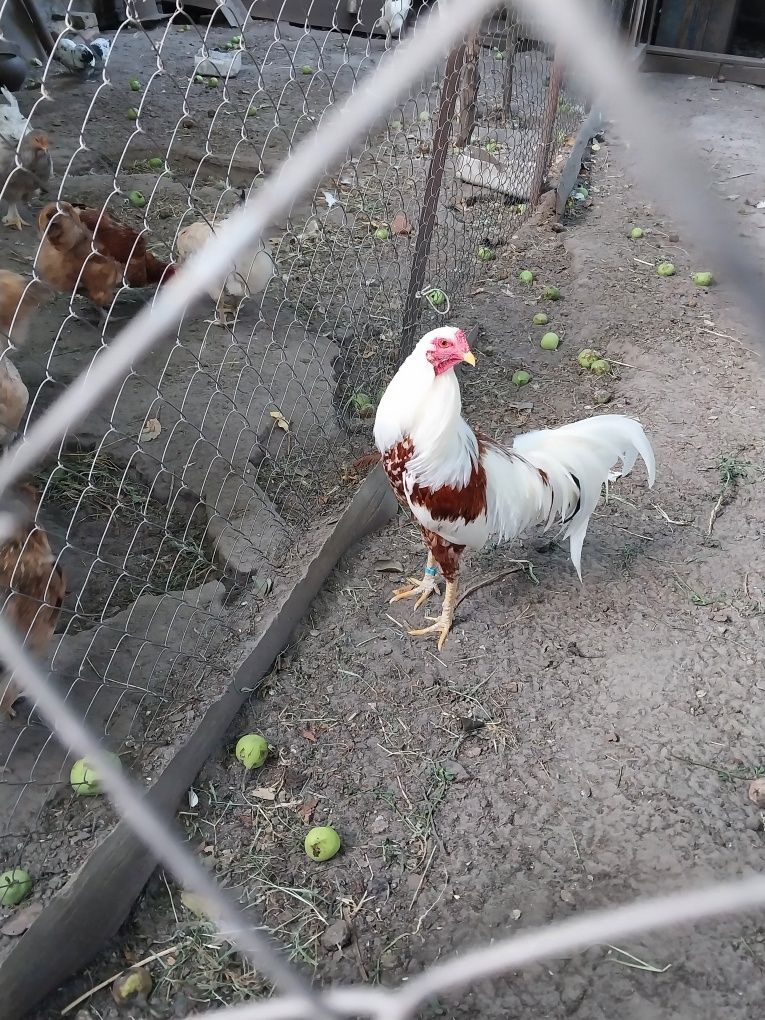 Продам півня що на фото
