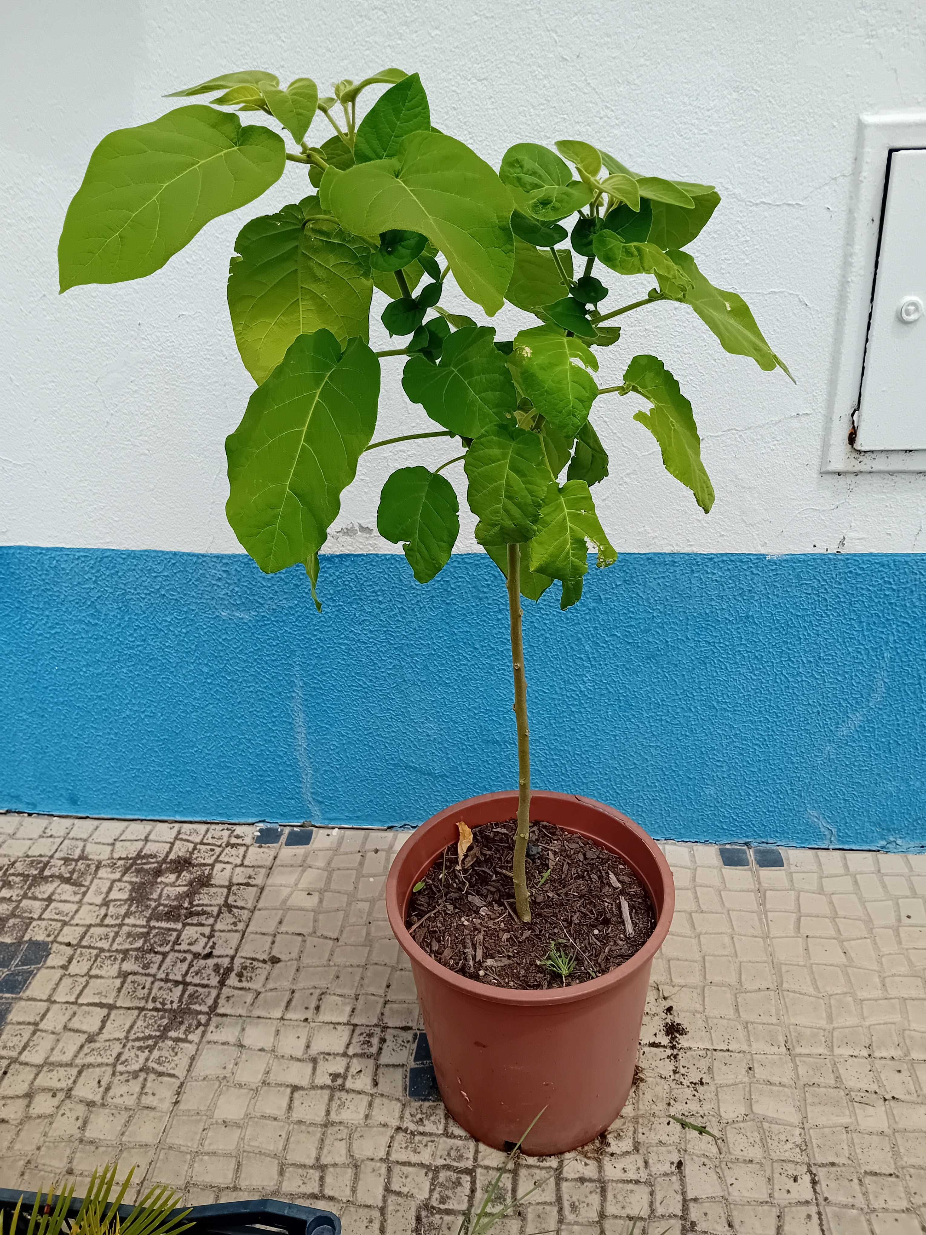Arvore tamarilho amarelo anao