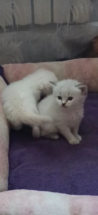 Віддам дуже гарних ,ласкавий кошенят.