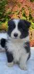 Border collie - szczenię z rodowodem