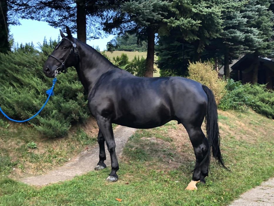 Sprzedam parę klaczy śląskich