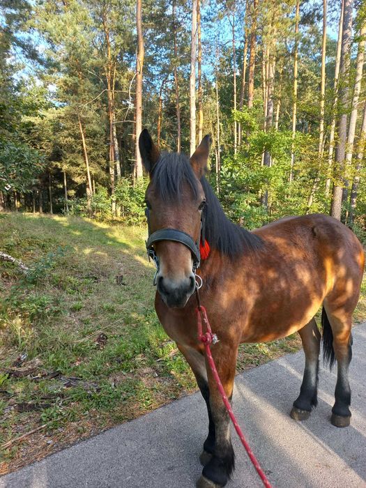 Sprzedam klaczkę