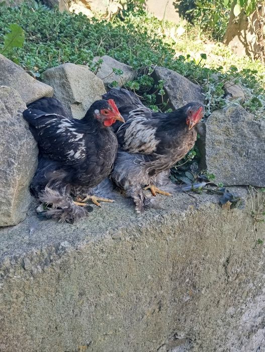 Sprzedam koguty kochiny miniaturowe