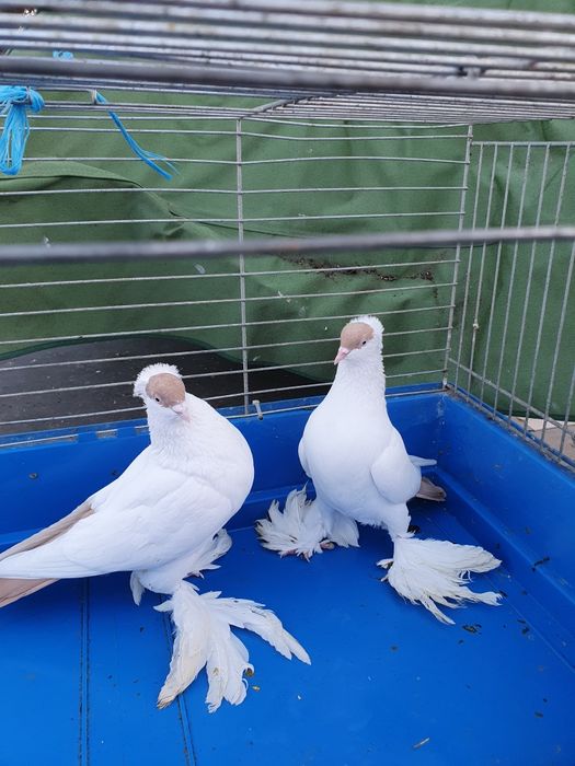 Gołębie z 2025 roku