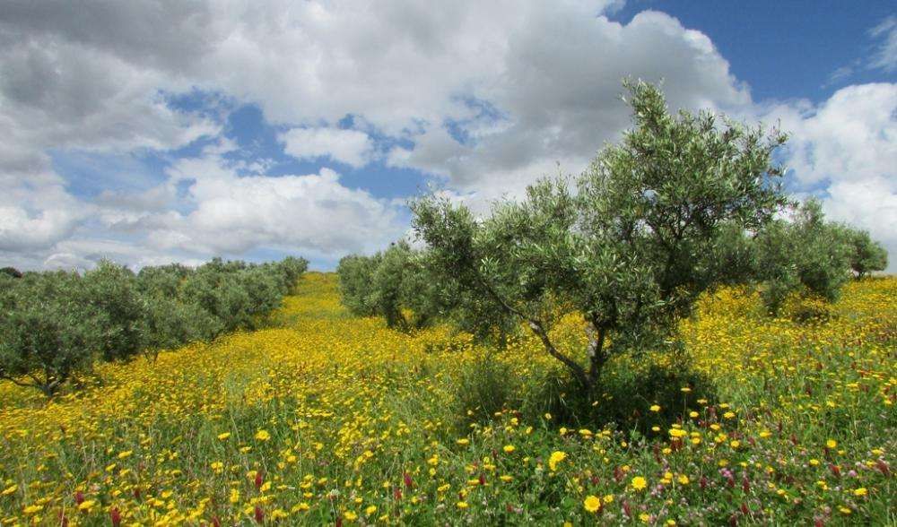 Organic extra virgin olive oil -Portugal