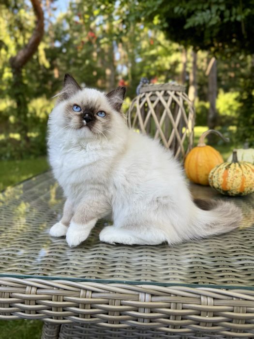 Ragdoll cudna kotka Sabrinka seal bicolor z rodowodem FIFE/FPL