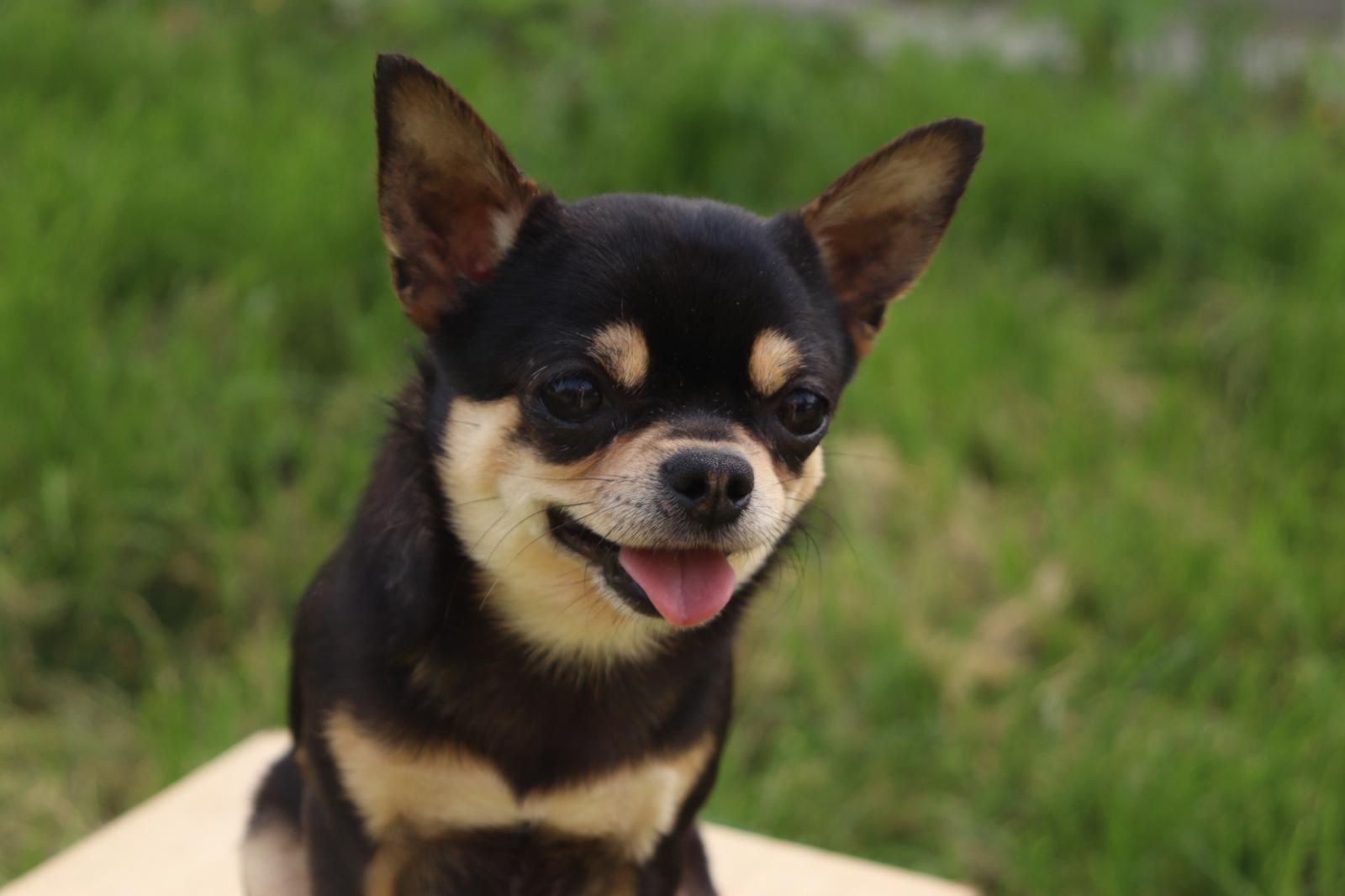 Chihuahua   Chihuahua