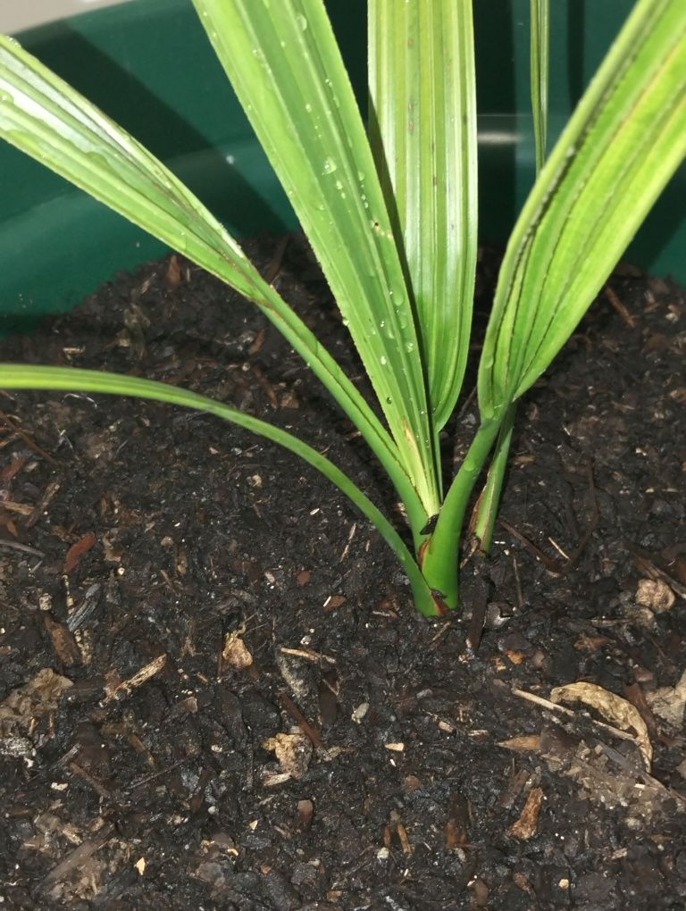Várias frutíferas disponíveis