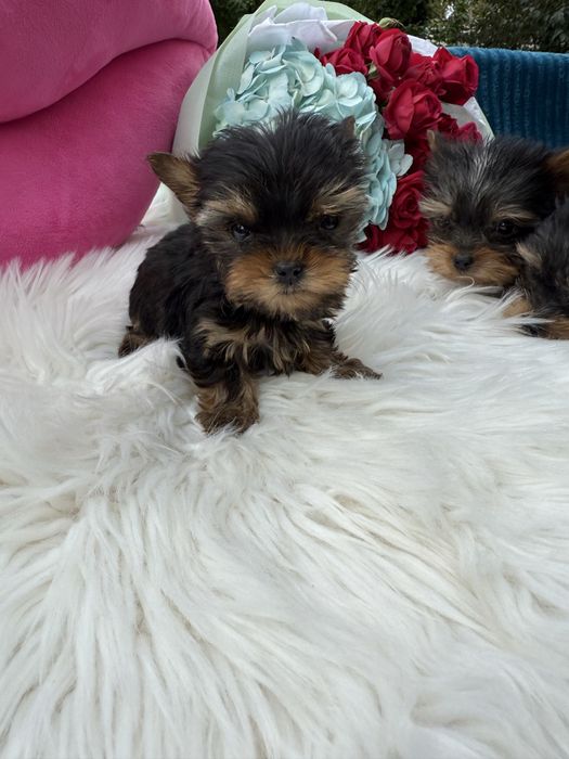 Супер міні йорк терєр