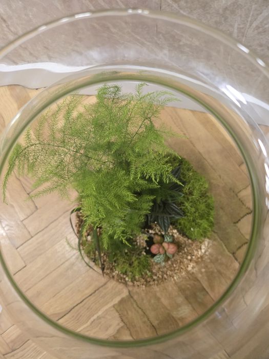 Śliczny Las w szkle