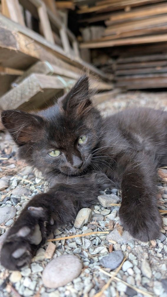 Котята ,кіт , котик