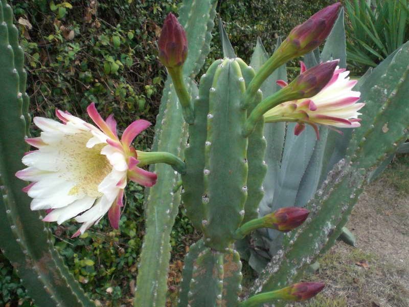 Кактус цереус Перуанский (Cereus peruvianus)