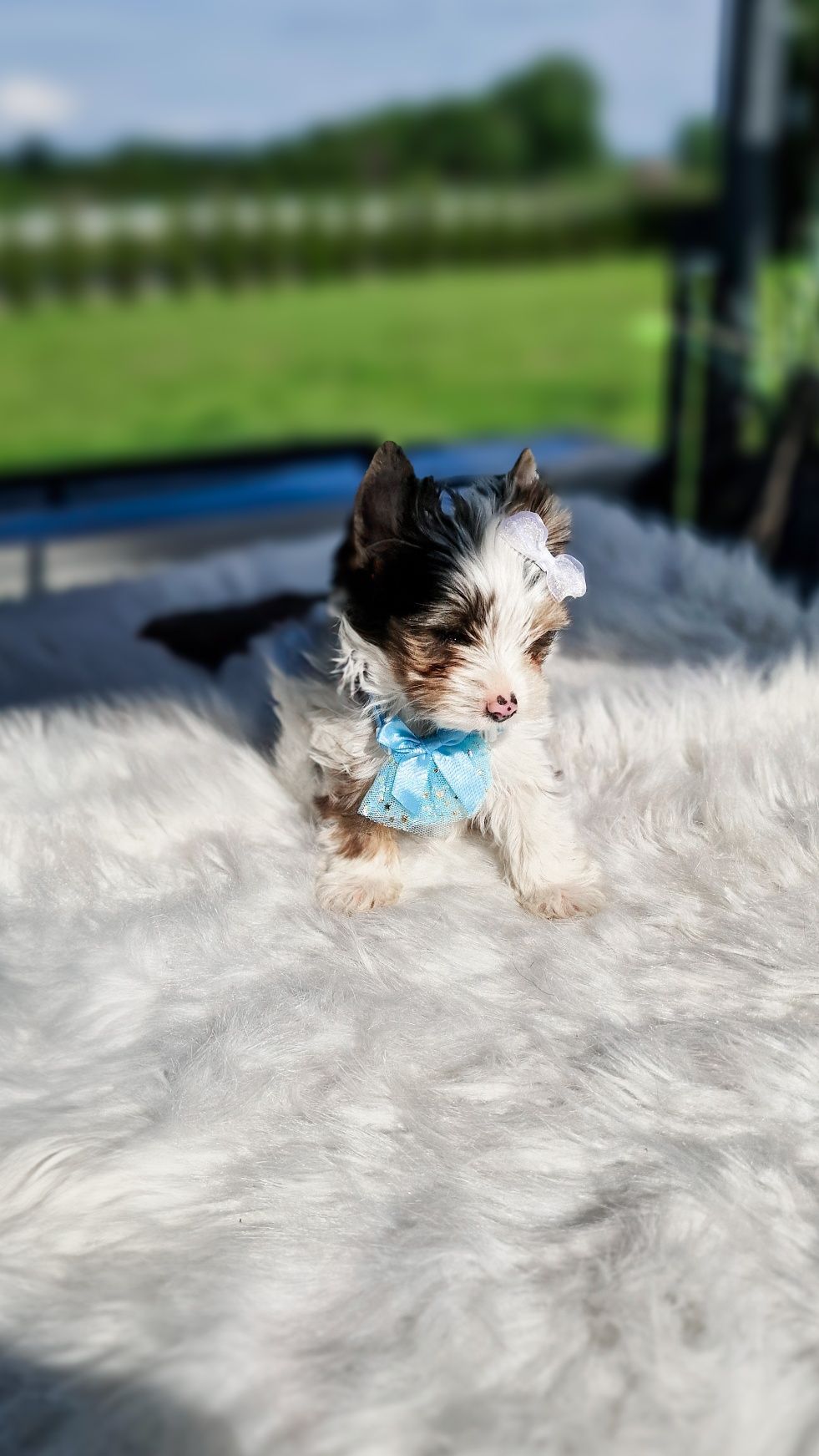 *EGZOTYCZNY mini* Blueberry z  2 NIEBIESKIE oczy! Yorkshire Terrier
