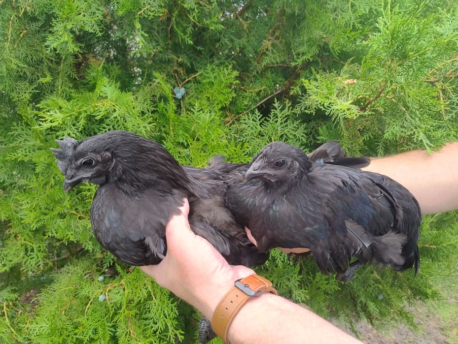 Ayam Cemani kurka kura