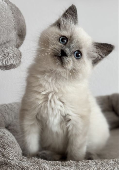 Ragdoll kocurek blue colourpoint