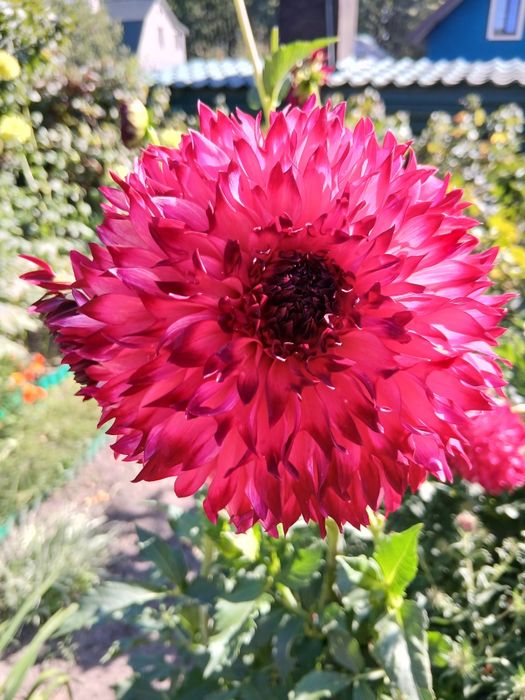 Жоржини /георгіни/ бульби