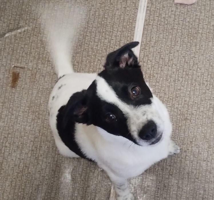 Цуценя, хлопчик шукає люблячу родину