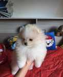 Szpic Miniaturowy Pomeranian
