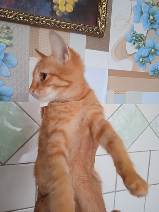 Віддам котиків в добрі руки, 2,5 місяці