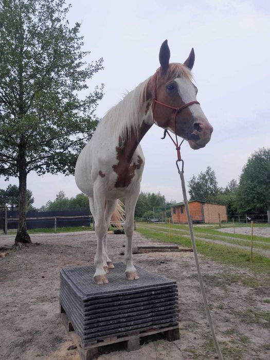 klacz małopolska srokata wpisana do księgi