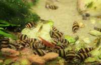 Ślimak-[Anentome helen]-ekologiczne zwalczanie innych ślimaków