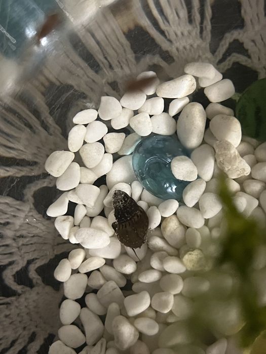 Равлики акваріумні