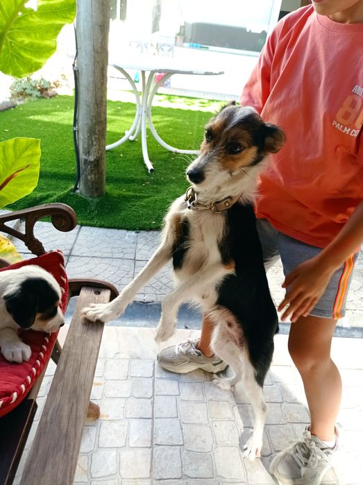 Cãozinho RAFEIRO para adoção responsável - Charlie Brown