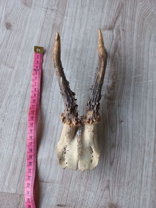 Poroże na sprzedaż