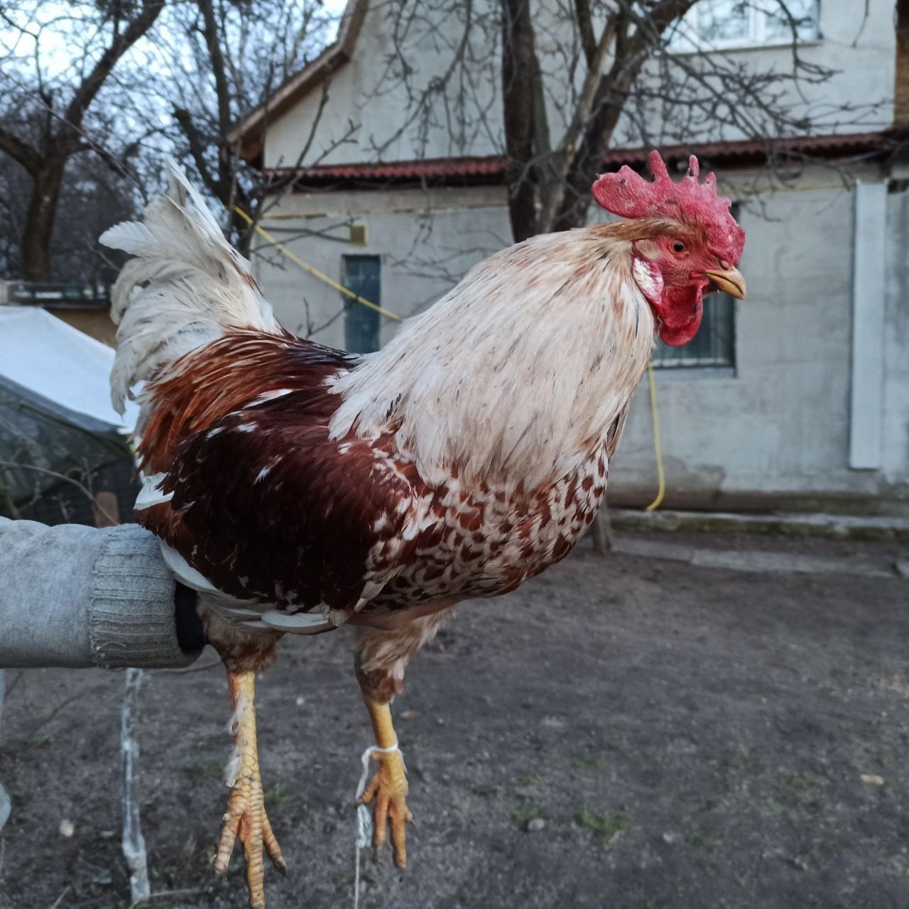 Молодий півень, петух